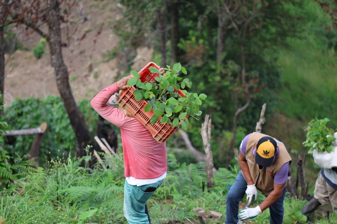 IHT participó en jornada de reforestación para la restauración hídrica en El Merendón